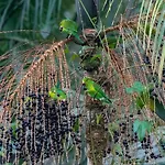 Chalé Vagalume - Mata Atlântica, sítio e praias
