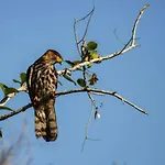 Chalé Vagalume - Mata Atlântica, sítio e praias