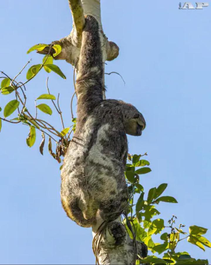 Chale Vagalume - Mata Atlantica, Sitio E Praias * Ubatuba